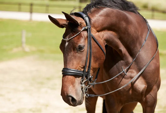 Why Shop Finesse At Horse Fashion?