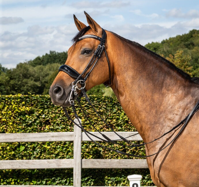 Dy'on Dressage Collection Rolled Leather Double Bridle