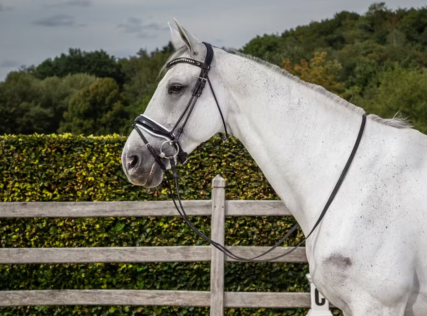 Dy'on Dressage Collection Rolled Leather Snaffle Bridle with Large Noseband