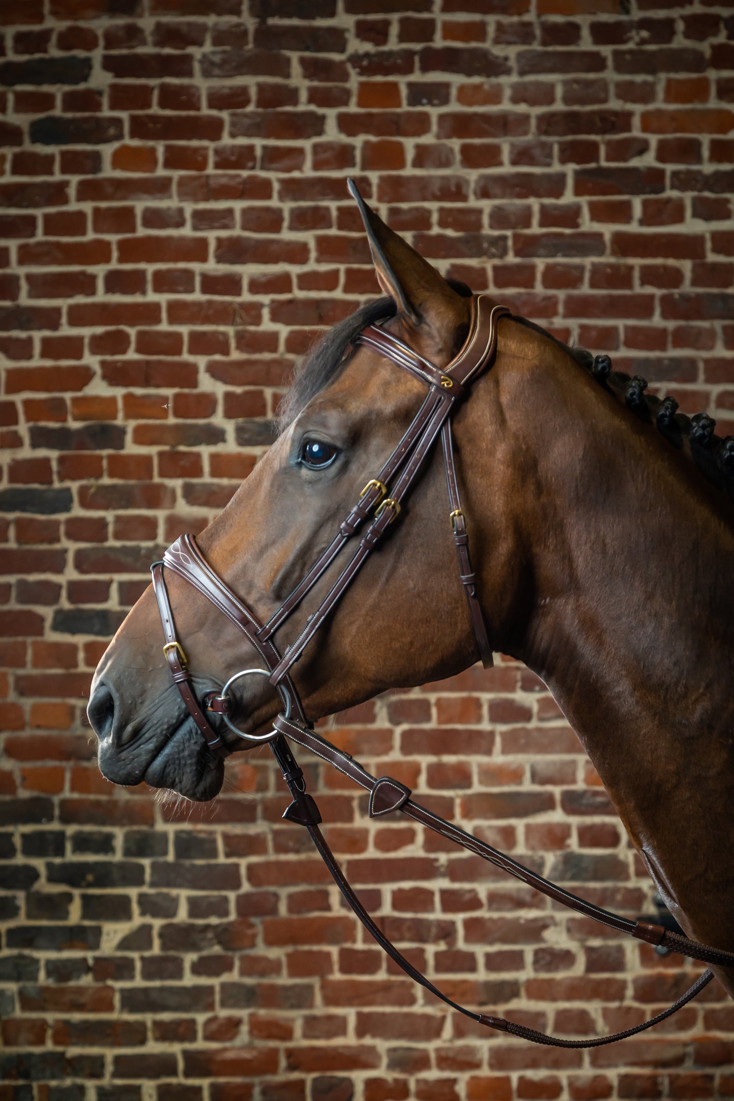 Dy'on D Collection Anatomic Flash Noseband Bridle