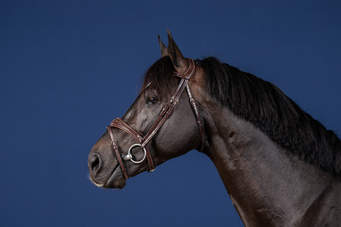 Dy'on US Collection | Anatomic Flash Noseband Bridle