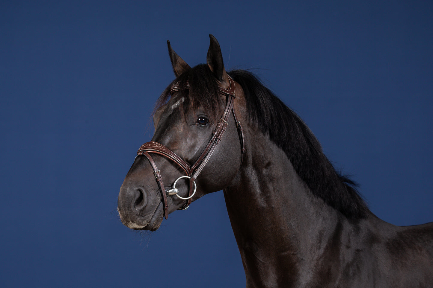 Dy'on US Collection Anatomic Flash Noseband Bridle