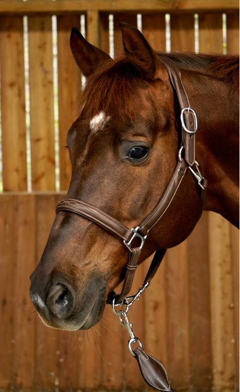 Working By Dy'on Soft Leather Headcollar