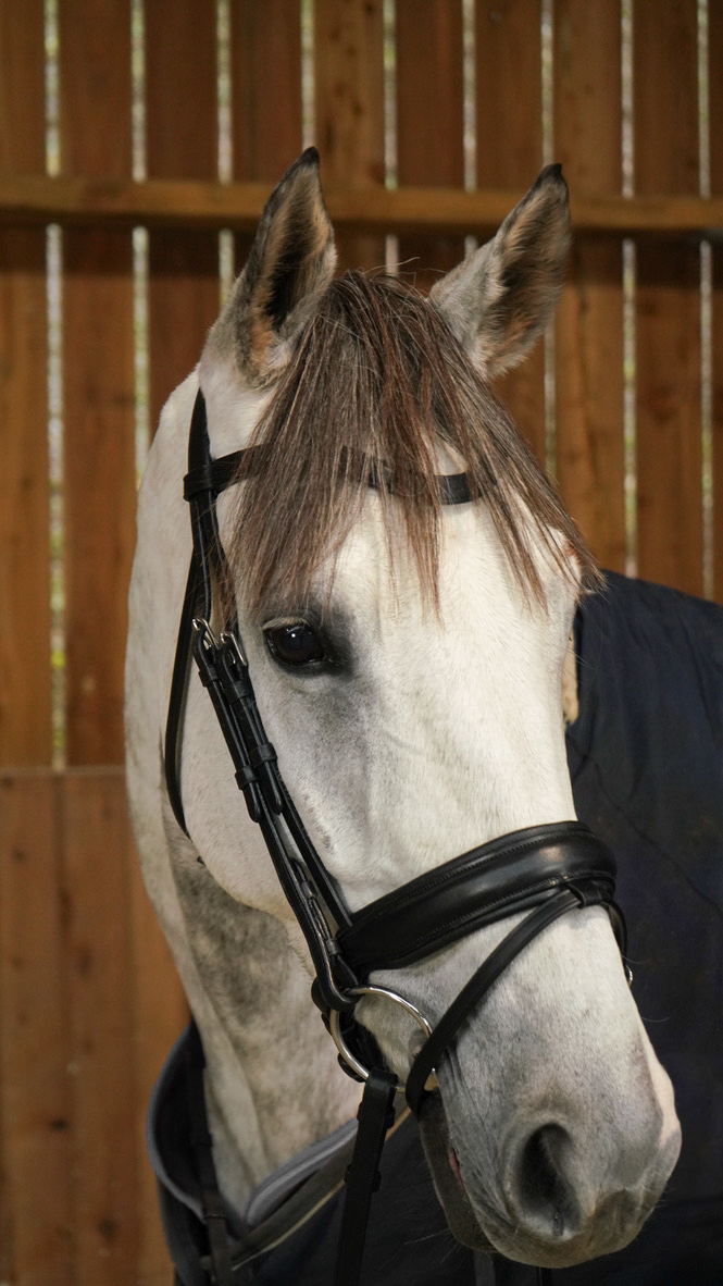 Working by Dy'on Large Crank Flash Noseband Bridle