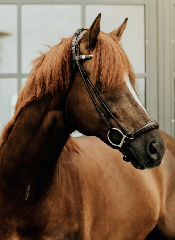 Finesse Bridle | Drop Noseband Bridle Spirit | Black Leather