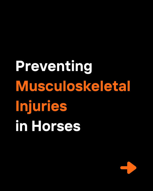 How Incrediwear Equine Helps Prevent Musculoskeletal Injuries