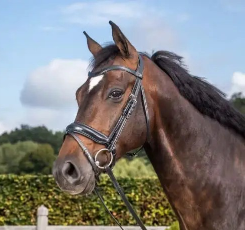Dy'on Dressage Flat Leather Snaffle Bridle Matte Leather Noseband