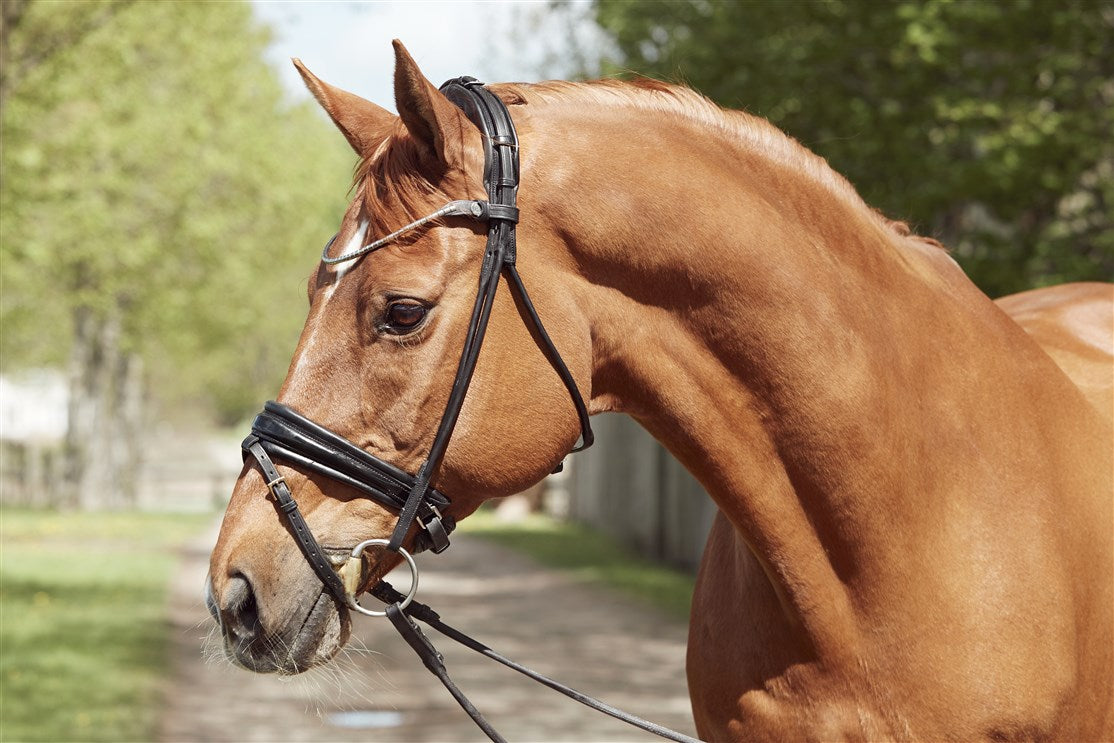 Finesse Snaffle Bridle Cassidy V2.0 | Rolled Black Leather with Silver Clincher Browband