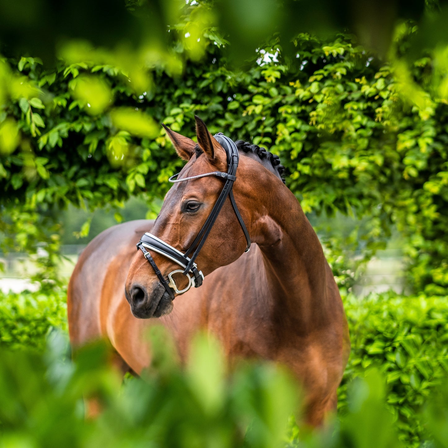 Finesse Snaffle Bridle Cayenne | Black Leather with Silver Clincher Browband FLAT Leather