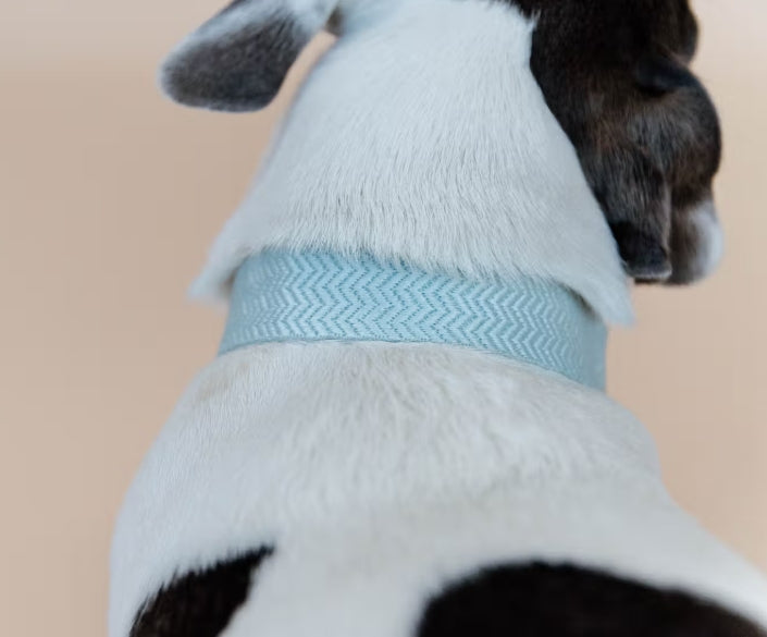 Kentucky Jacquard Dog Collar + Lead SET | Light Blue or Pink