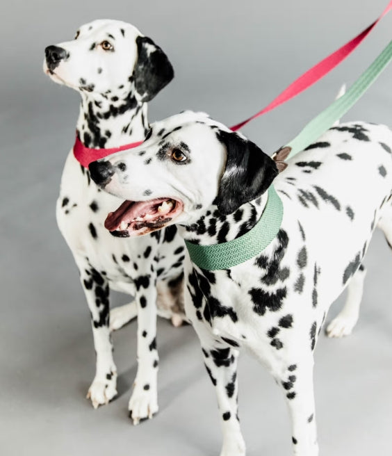 Kentucky Jacquard Dog Collar + Lead SET | Light Blue or Pink
