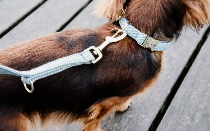 Kentucky Wool Dog Collar + Lead Set | Light Blue