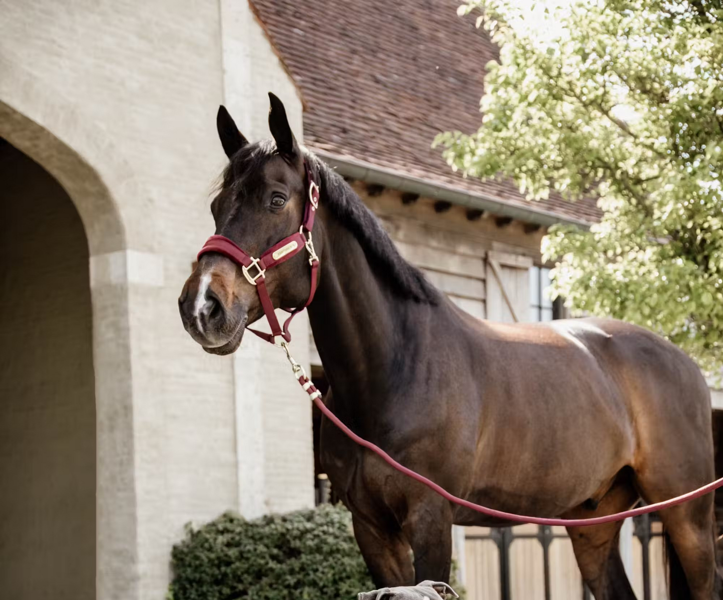 Kentucky Lead Rope Basic 2m | Choose Colour