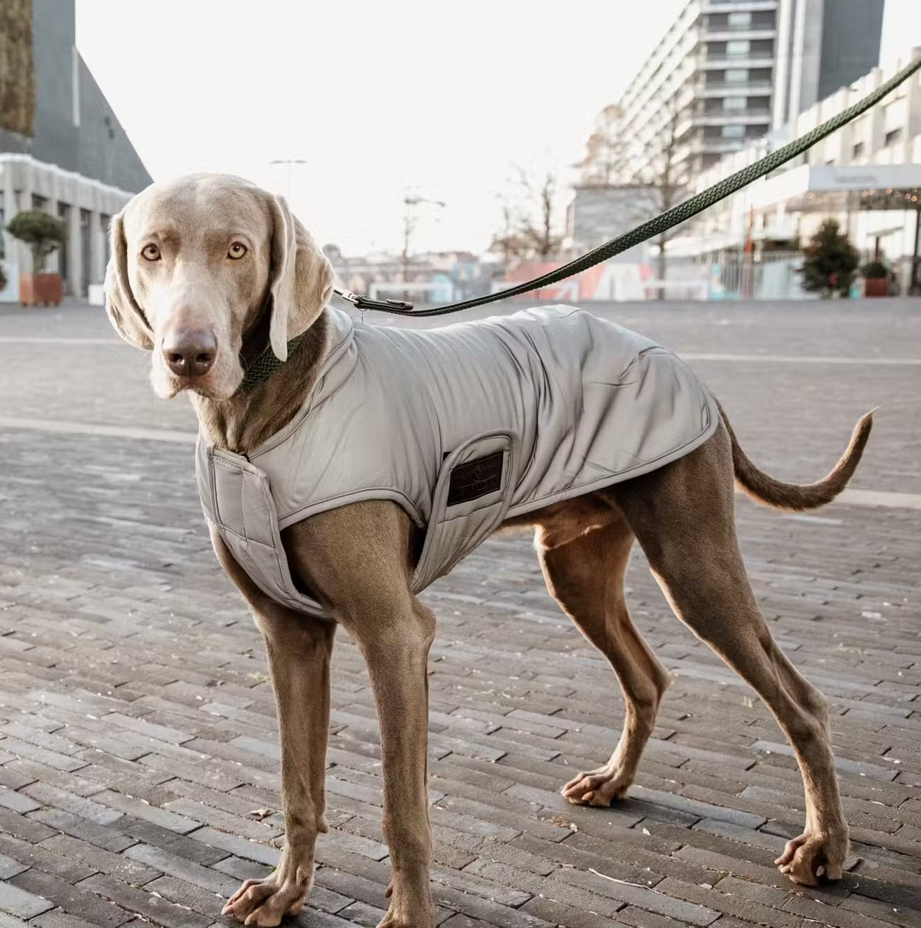 Kentucky Dog Coat Reflective & Water Repellant 150g