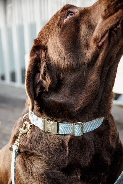 Kentucky Wool Dog Collar + Lead Set | Light Blue